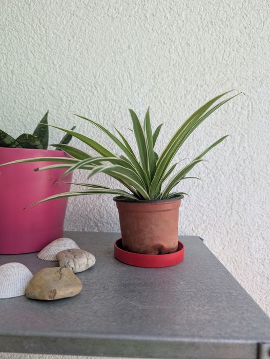 Planta aranha (clorofito)