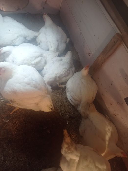 Продам бройлеров живою вагою