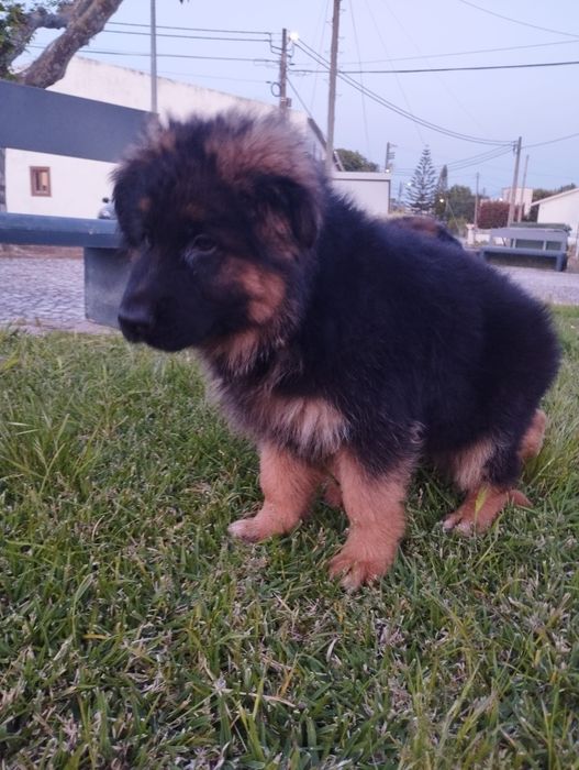 Pastor Alemão com lop e Afixo