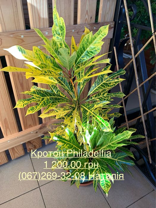 Кротони різні. Кротон