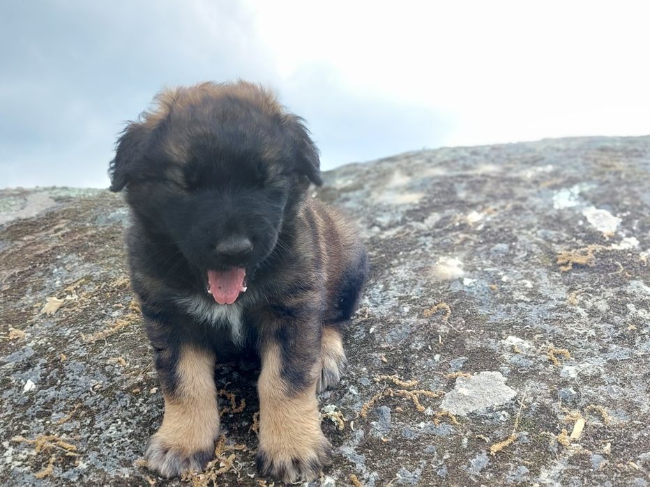 Serra da Estrela c/LOP