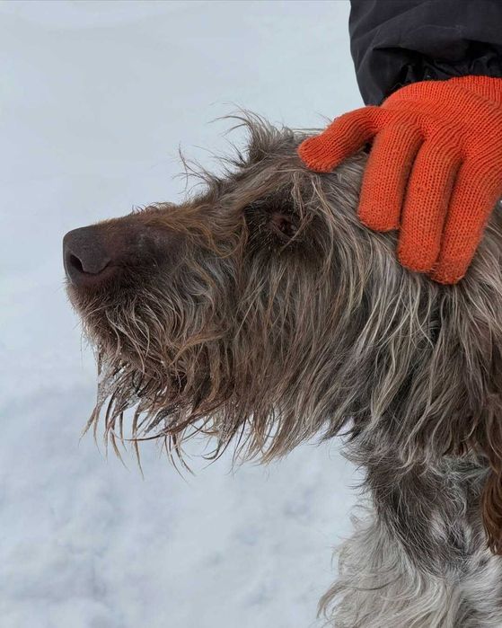 Арі, дратхаар, шукає дім