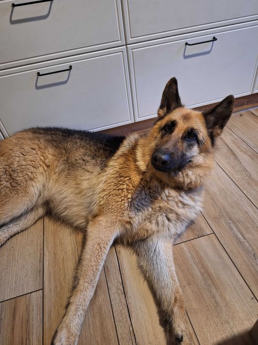 Zaginęła Malina - NAGRODA!