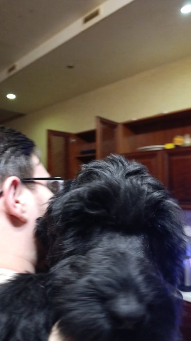 Щенки русского терьера