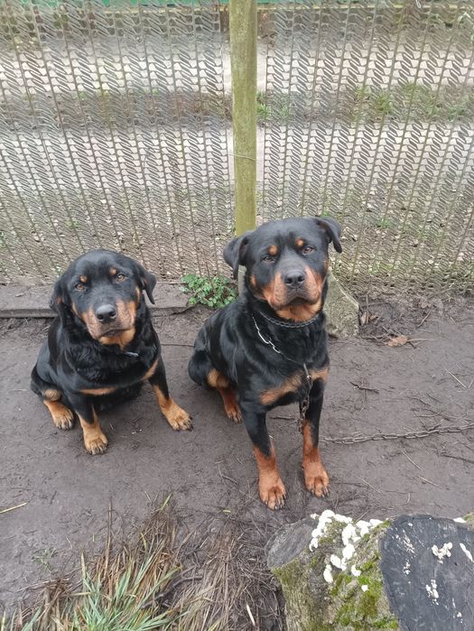 Песики ротвейлера
