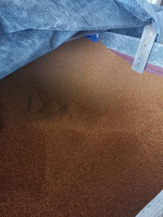 Proso czerwone 25kg karma, gołębie, papugi