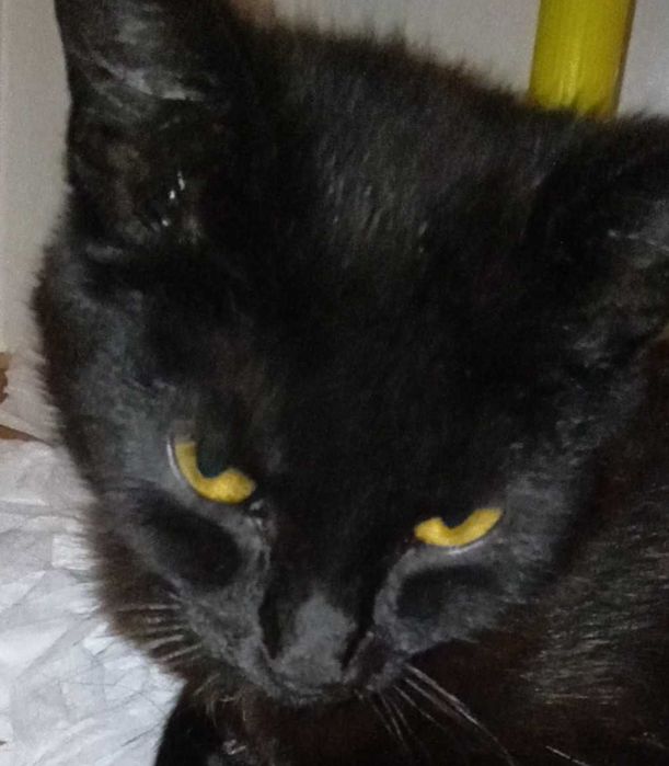 Kotka pilnie szuka domu