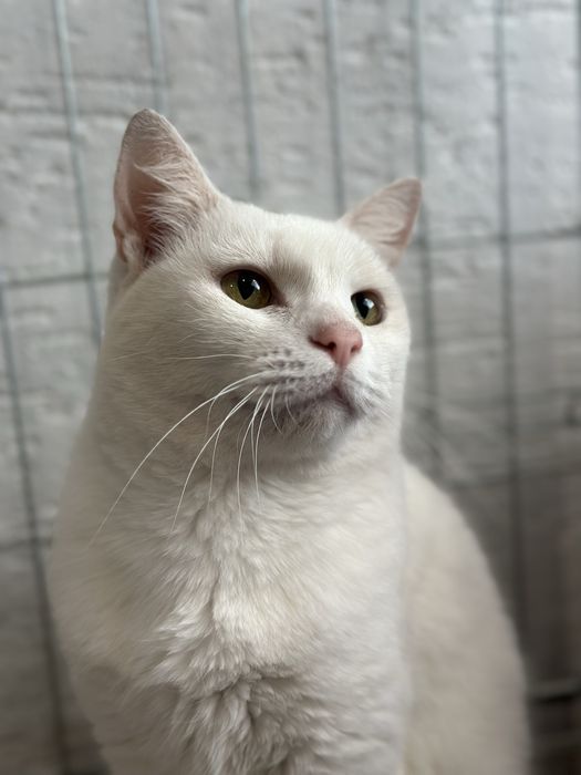 Кішка шукає дім 2 роки, стерилізована