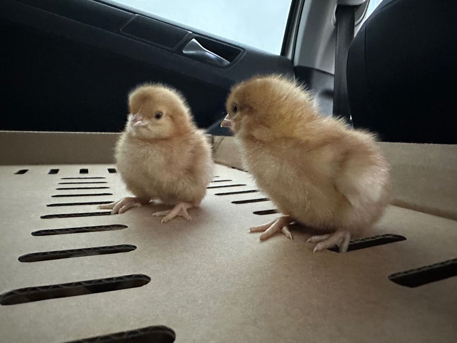 Курчата несучки добові Ломан Браун циплята суточні півники та курочки