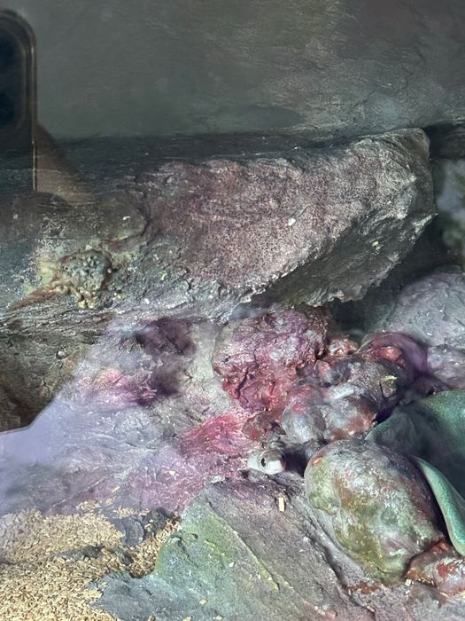 Terrarium z wężem zbożowym