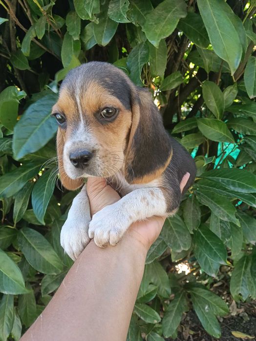 Beagle macho  dois meses