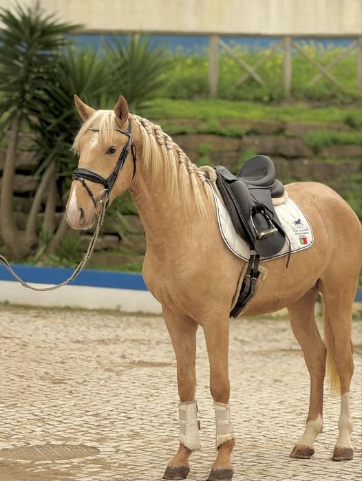 Young Lusitano Horses