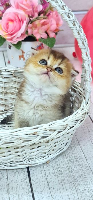 Красуня шотландочка золотої шиншили