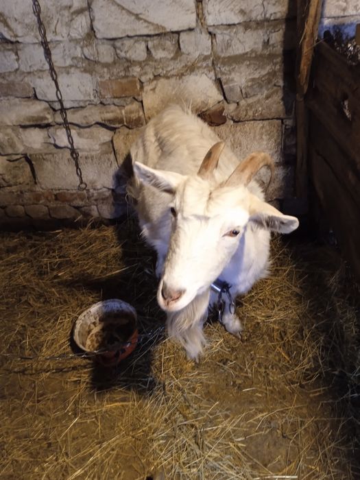 Продам кітніх кіз.