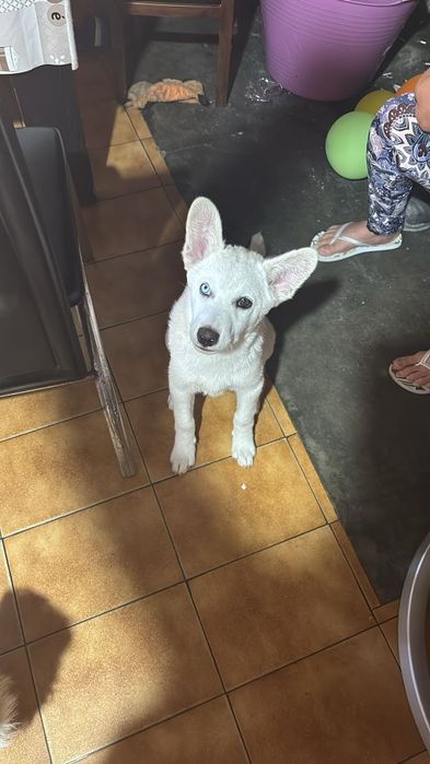 Cachorros brancos e lindos