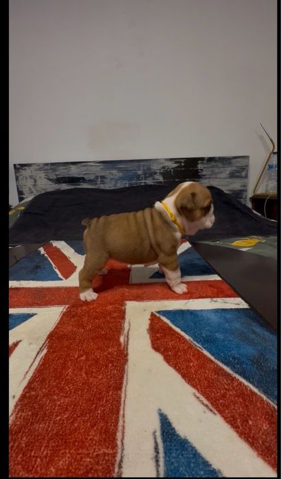 Bulldog Ingles c/Lop