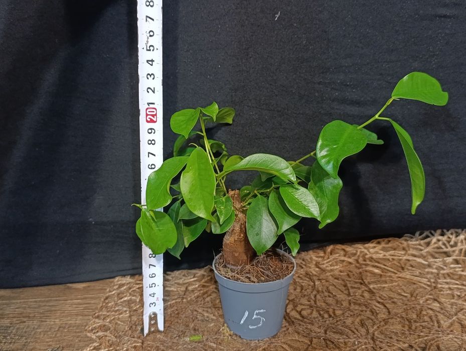 Фікус мікрокарпа Гінсенг (Ficus microcarpa Ginseng)