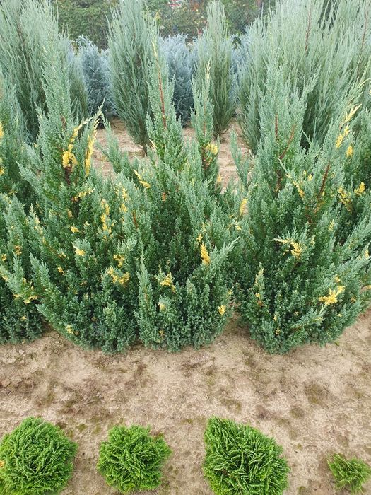 Juniperus jałowiec stricta variegata 
jał
