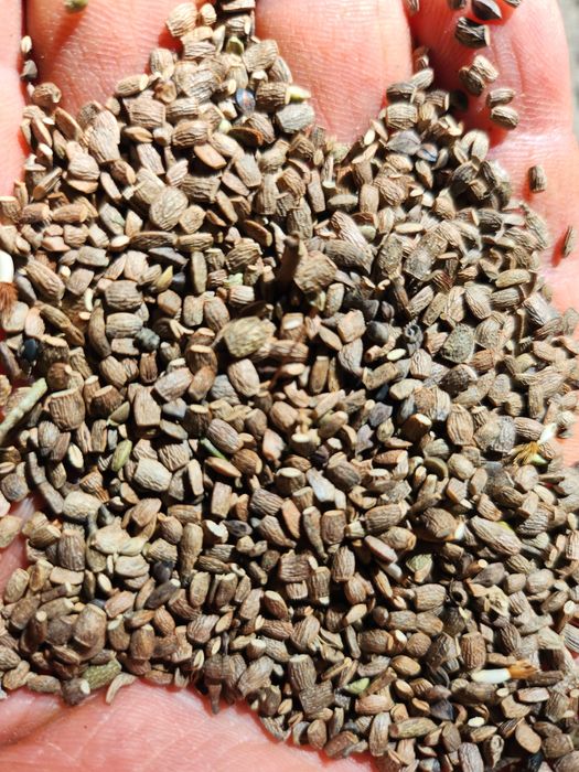 Seradela nasiona zbiór 2025