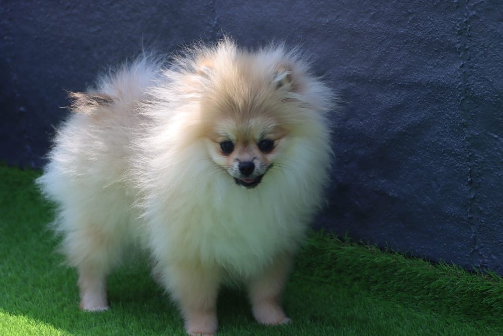 Lulu de Pomerânia (spitz)
