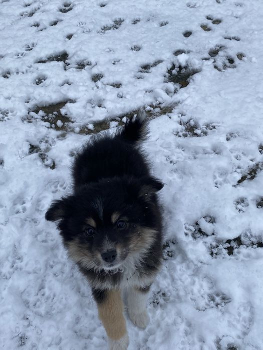 собака 3 місяців