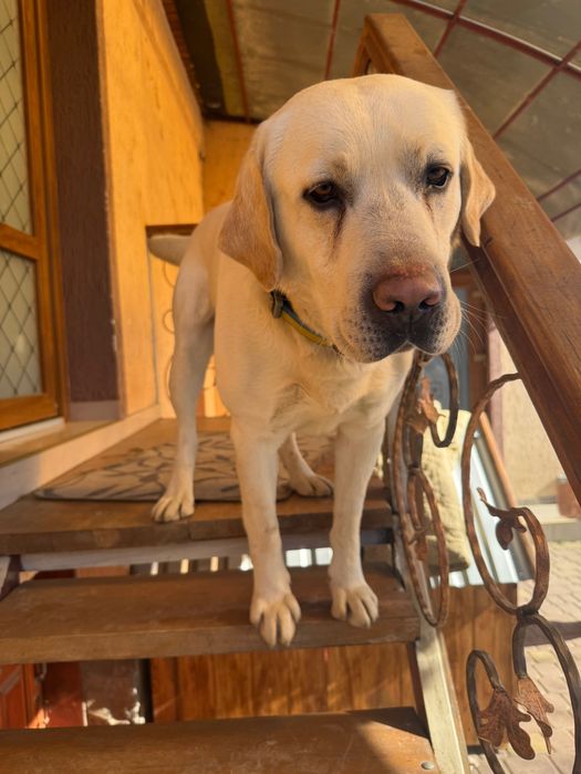 Лабрадор для вʼязки