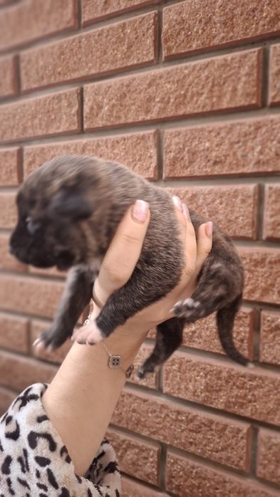 Щенки Испанский Алано.Канадский дог. Метис