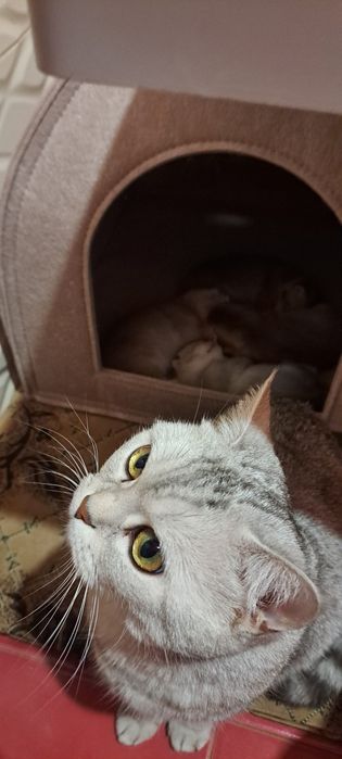 Маємо знову срібних шиншилових котят