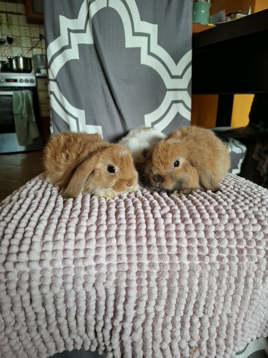 Sprzedam króliczki miniaturki mini lop