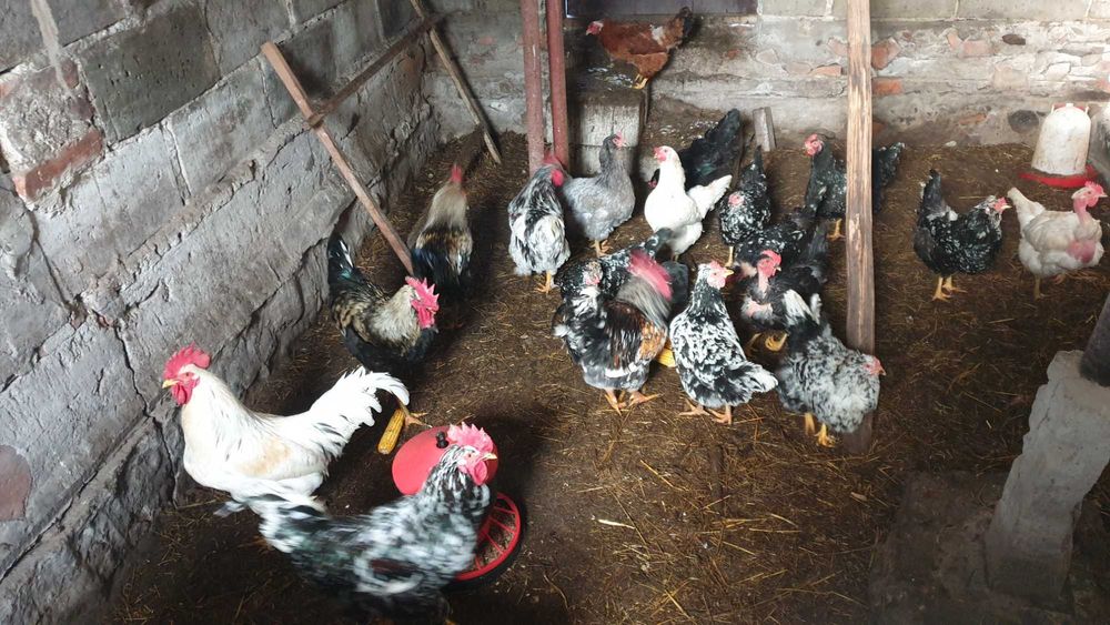 Koguty z wolnego wybiegu