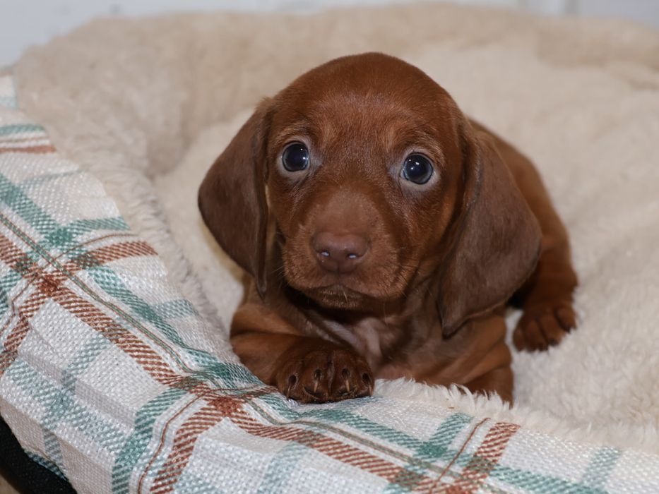 Jamnik Miniaturowy Ruda Suczka