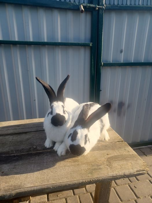 Нім.строкач самці і самки