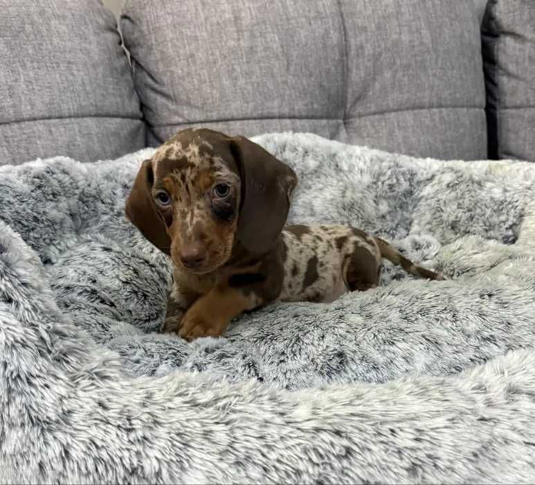 Teckel choco merle