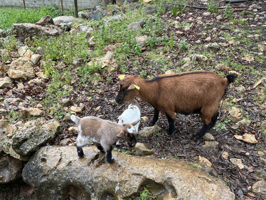 Cabras micro anãs (machos e femeas)
