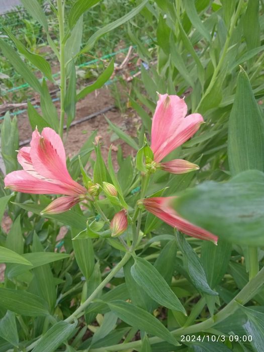 Продам коріння альстромерії.