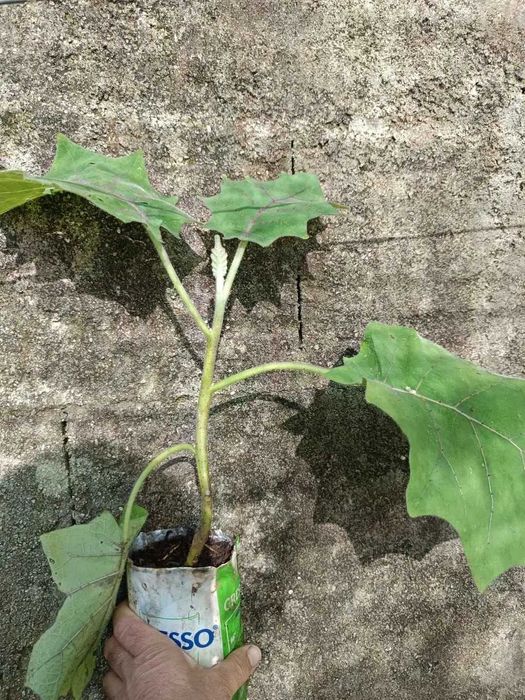 Lulo (Solanum quitoense)
