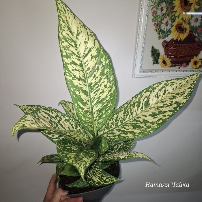 Диффенбахія Вайт Етна, Чіта, Везувій