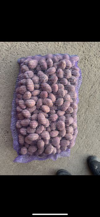 Продаж насіннєвої картоплі
