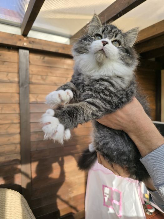 Kotka syberyjska FPL rodowód