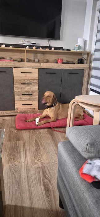 Oddam psa z powodu choroby