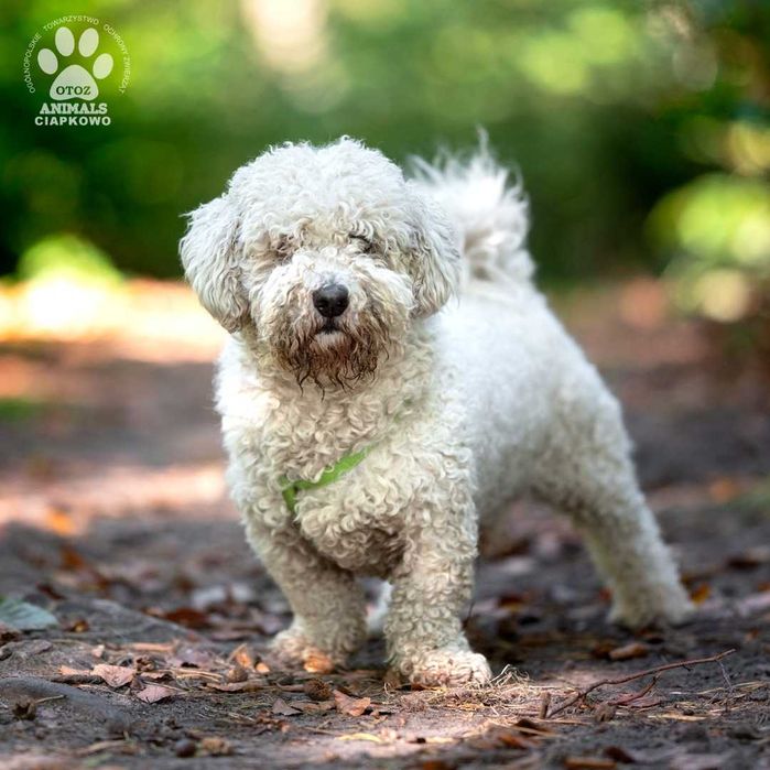 Rumpel szuka domu! OTOZ Animals Ciapkowo