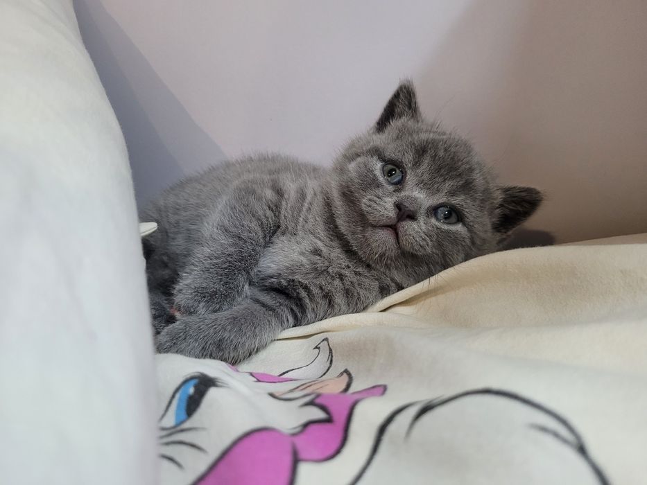 Шотландський хлопчик прямовушка