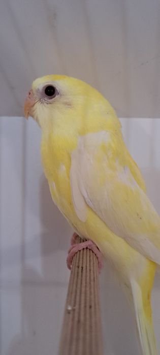 Red rumped várias mutações 2026