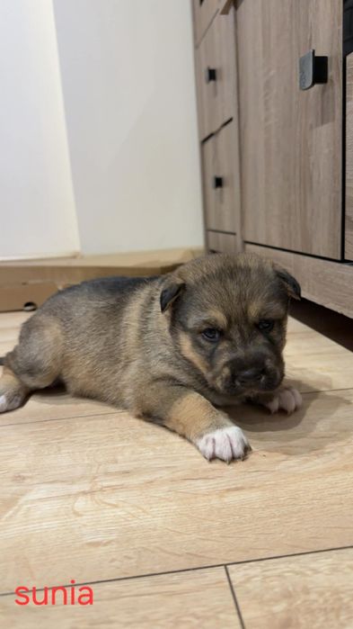 Wydam psiaki w typie Husky