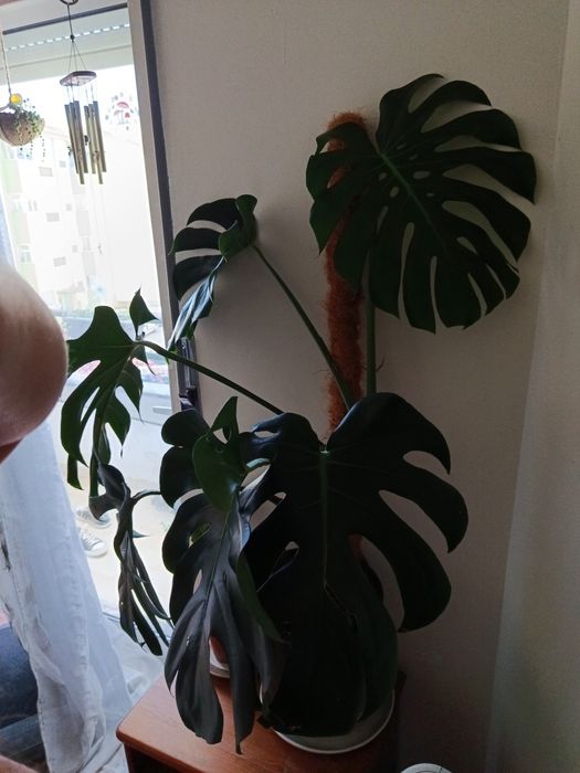 Monstera deliciosa grande