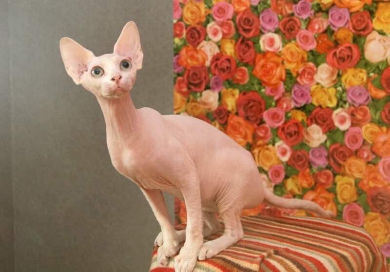 счастье это сфинкс