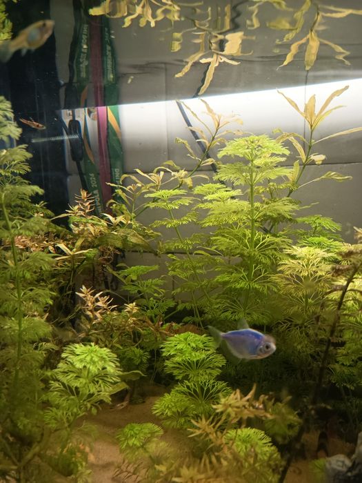 Roślinki do akwarium