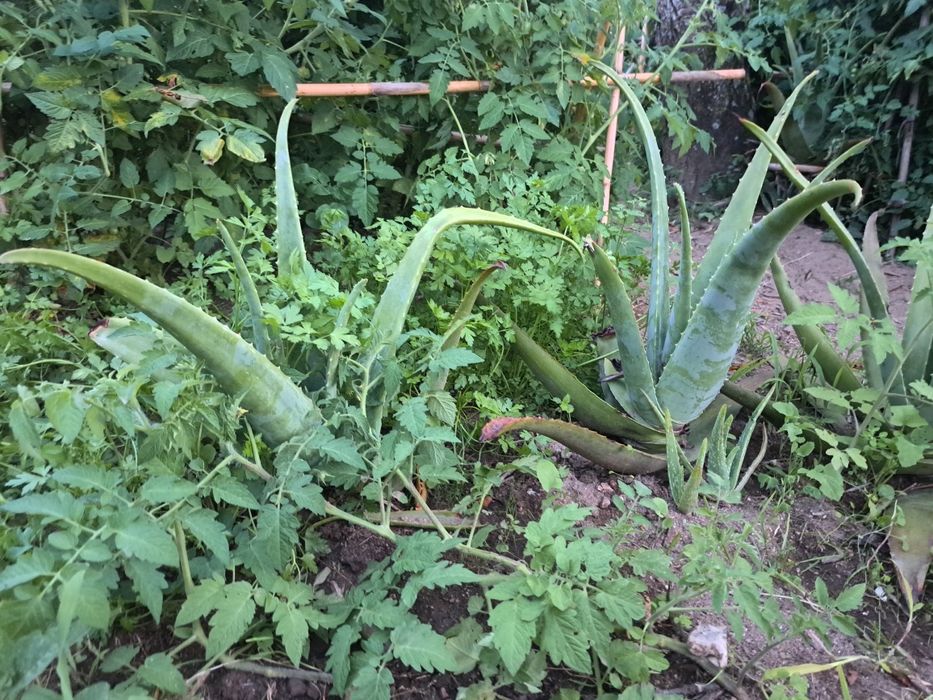 Folha Aloe Vera fresca