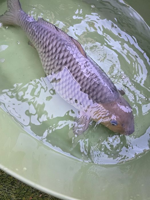 Carpa koi japonesa
