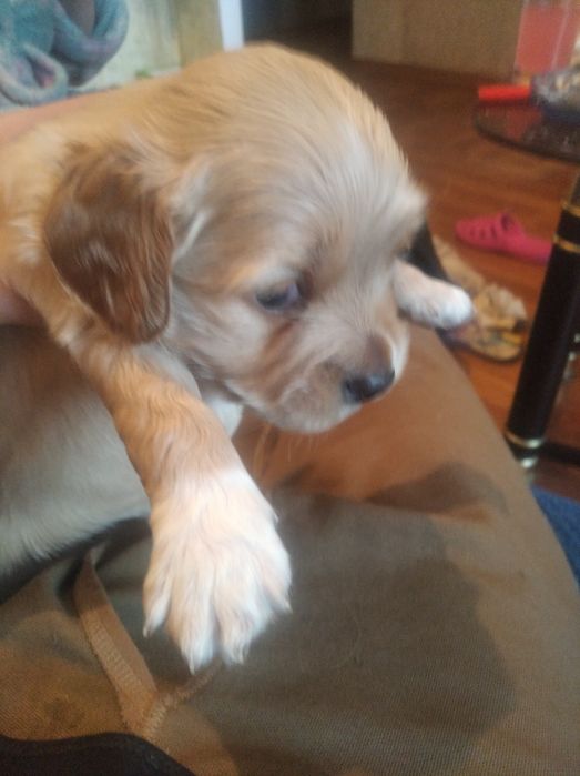 Продам щенков кокер спаніель американец 1,5 месяца девочки цена 5000